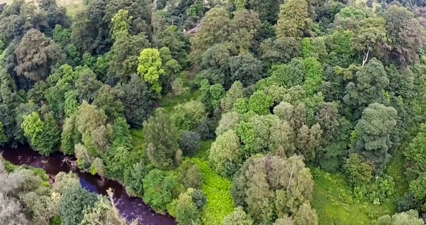 Forest in Scotland, UK seen from above. Credit: EUFORGEN