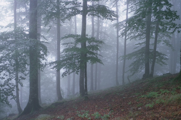 EUFGIS genetic conservation unit of beech in Baigorry, France. Credit: A.Ducousso/EUFORGEN