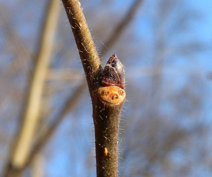 Wych Elm, Winter Twig - Ulmus glabra